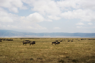 Fototapeta na wymiar The buffalo in Savana grassland has trees and grass.