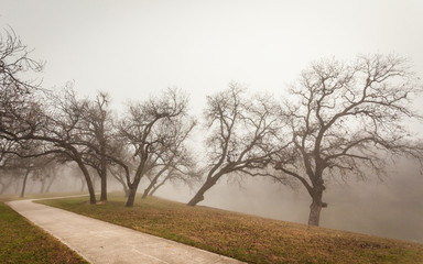 Obraz premium Brownwood Tx fog in the Riverside Park lake winter season
