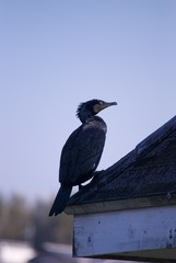 屋根にたたずむ鳥