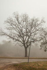 tree in fog sing one way 