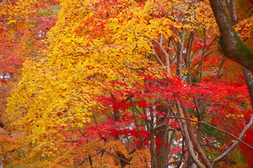 2019 京都の秋