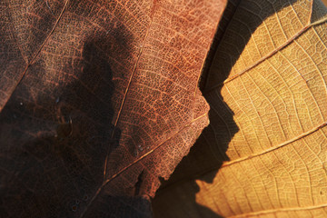 close up of leaf surface in autumn season