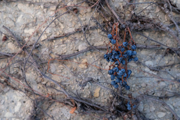weathered grapes hanging from vines against a wall