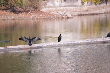 池にいたウミウ