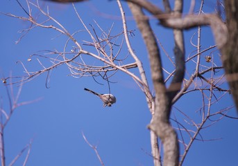 公園で見つけた野鳥