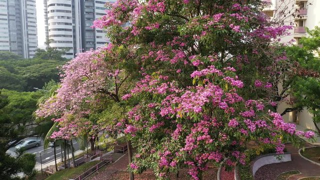 Singapore, Singapore Sep 17/2019 Morning at Block 18 HDB Telok Blangah -4k video of Trumpet trees bursting into full bloom