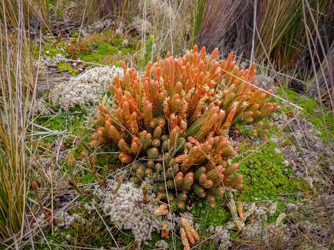 During the rainy season, the Cajas National Park moor a very primitive plant, Red Licopodium.