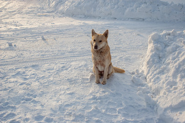 red dog sits in the snow, winter snowy road