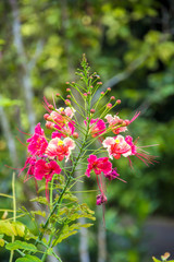 red pink flowers in the garden