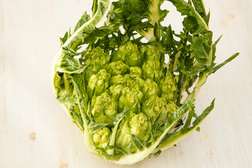 Puntarelle Asparagus Chicory Italian Winter Vegetable