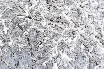 background of white fluffy snow on the branches of trees