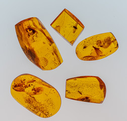 Fototapeta premium Inkluzje owadów w pomarańczowym bałtyckim bursztynie . Baltic amber with inclusions of mosquito, fly, ant isolated on white background