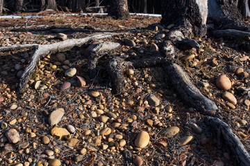 Sedimentary Cobble Rock & Tree Roots