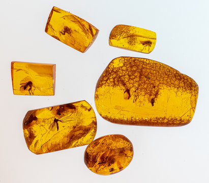 Inkluzje owad&oacute;w w pomarańczowym bałtyckim bursztynie . Baltic amber with inclusions of mosquito, fly, ant isolated on white background