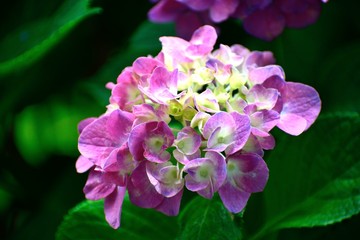 Fototapeta premium 6月アジサイ ピンクの花アップ