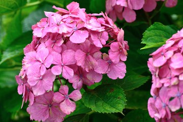 6月アジサイ ピンクの花アップ