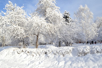 background of the dropped white fluffy snow on the branches of trees and shrubs the Park