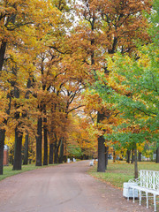Beautiful winter garden The leaves are changing color