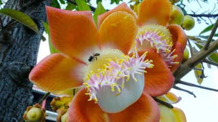 Close up of Cannonball tree flowers in the park, Sala tree, Shorea robusta flower, Couroupita guianensis