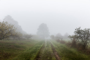 Rural Road In Green Field In Foggy Day