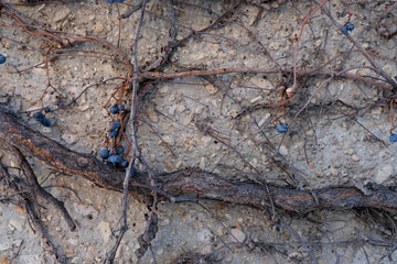 closeup of dried grapes hanging from vines against a wall
