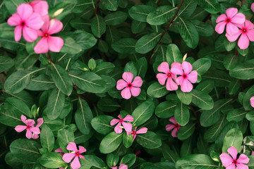 This pick flower we almost see in every garden in India Particularly in Tamil Nadu, why because it looks so beautiful and it has herbal and medicinal qualities. This flower also blooms in white color.