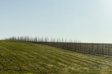 Green Field With Hedgerow Under Blue Sky