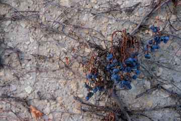 closeup of dried grapes hanging from a vine