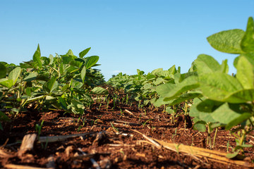 Soy plantation