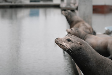 Sea lions in the Cruiseport Village. Hutchison Ports ECV Marina. Ensenada. Baja California, Mexico. 