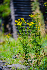 Fragment of an abandoned old fort on the Crozon Peninsula. Finister. Brittany. France
