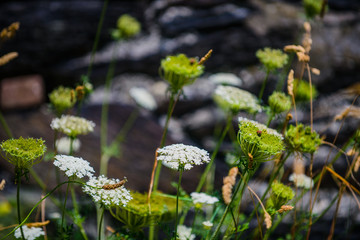 Fragment of an abandoned old fort on the Crozon Peninsula. Finister. Brittany. France