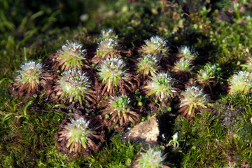 Sydney Australia, clump of  pygmy drosera sundew plants