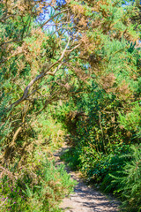 Fototapeta premium Picturesque Bushes. Crozon Peninsula. Finister. Brittany. France