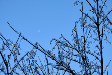 Icy twigs and the moon