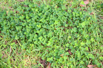 Green clovers leaf.Clover field