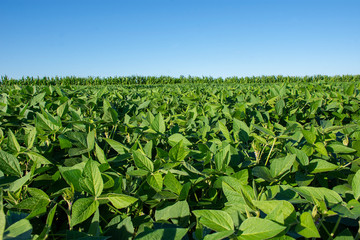 Soy plantation
