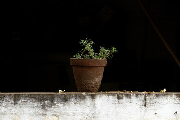 green plant in a pot