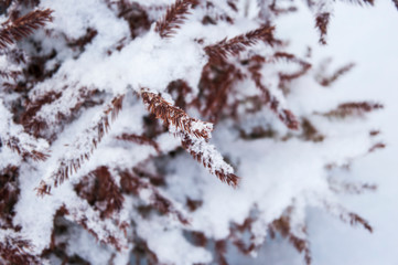 Fir tree with snow on snowdrift