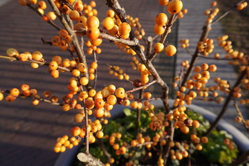 branch of seabuckthorn