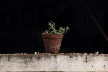 green plant in a pot