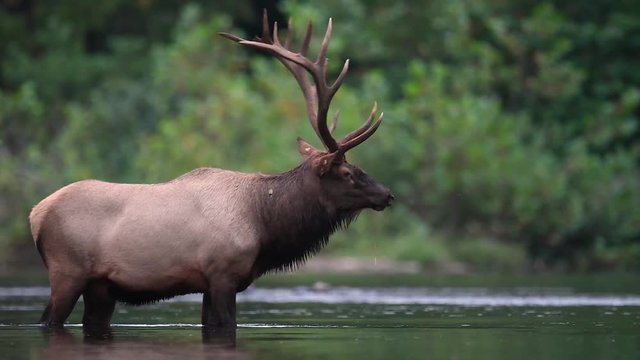 Bull Elk Crossing a Creek Video Clip in 4k 