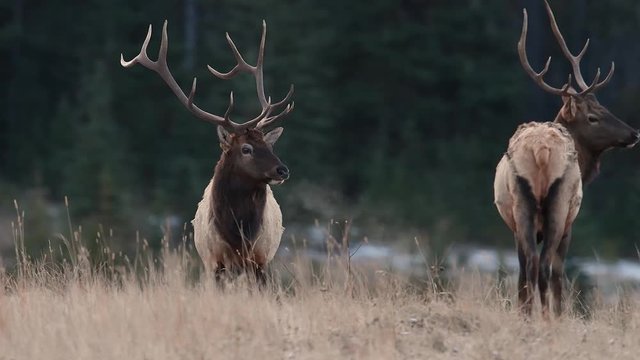 Bull elk breathing on a cold morning in Banff Canada Video Clip in 4k