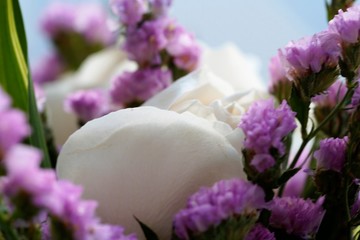 macro view on wedding white rose