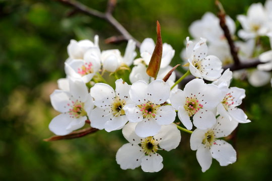 배꽃 이미지 – 찾아보기 683 스톡 사진, 벡터 및 비디오 | Adobe Stock