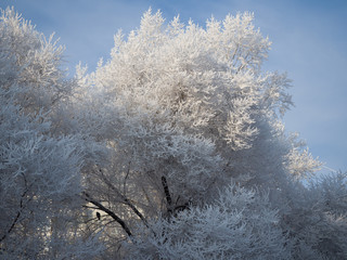Crown of trees covered with hoarfrost in the frost. Winter sunny day