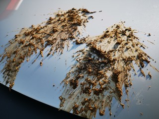 bird poop on car, dirty car