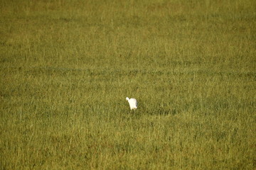a white crane searching for food in the green field at the morning,Common Crane,