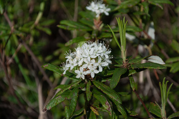 Beautiful live plants in the wild in summer