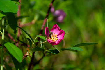 Beautiful live plants in the wild in summer